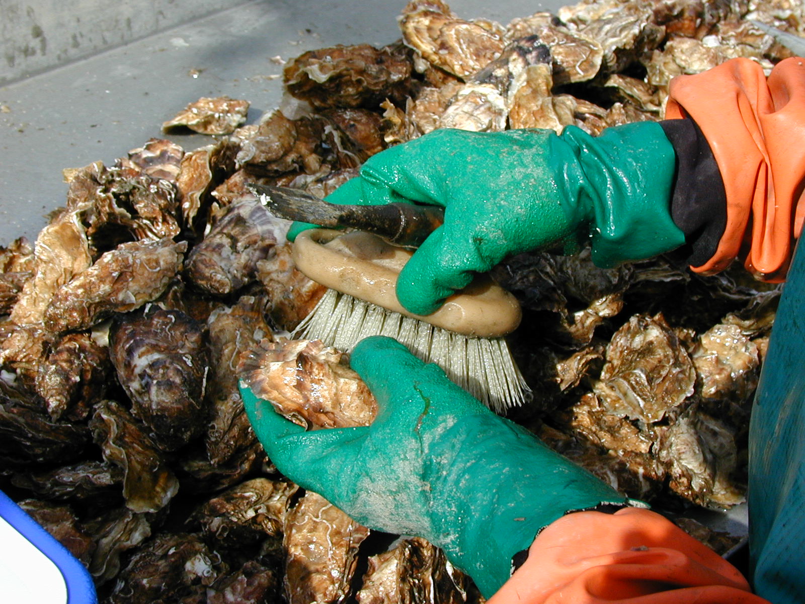 Alaska Oysters Kachemaks