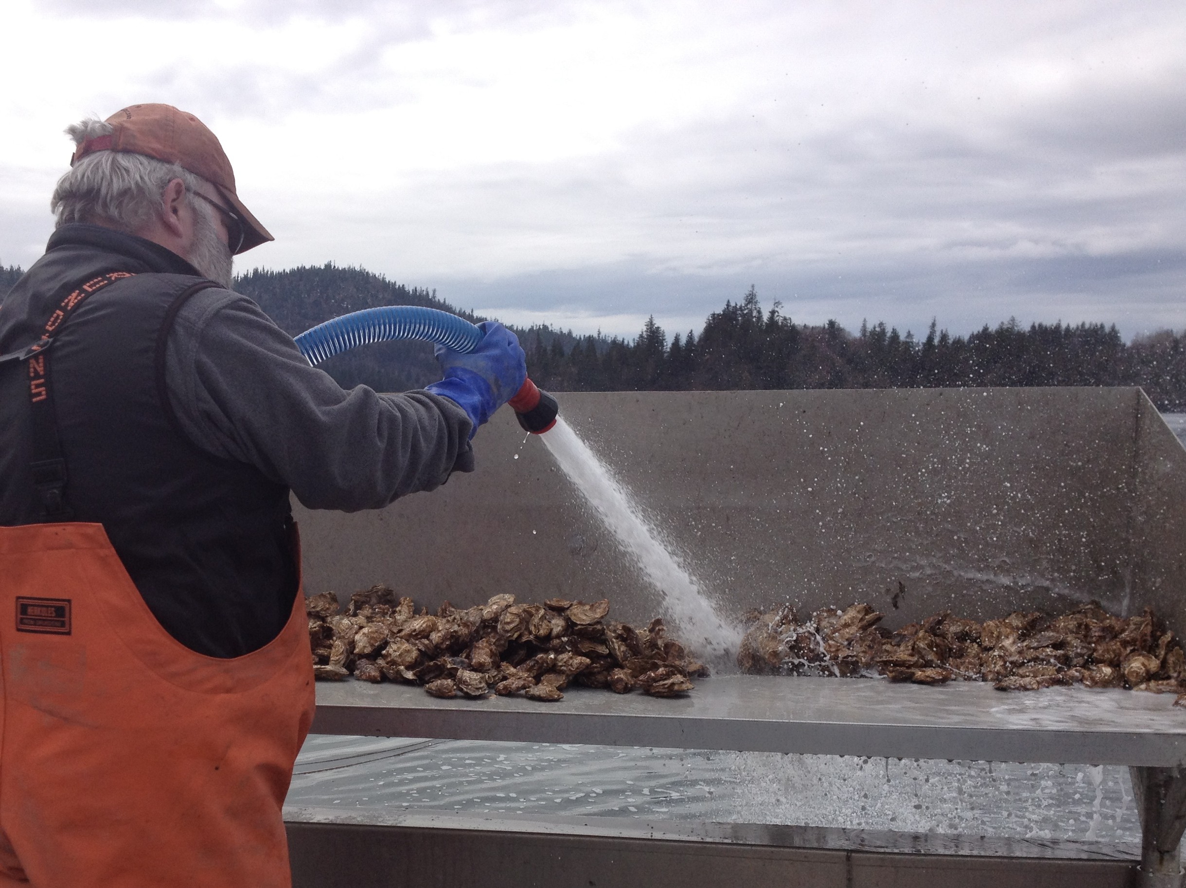 Alaska Oysters Kachemaks
